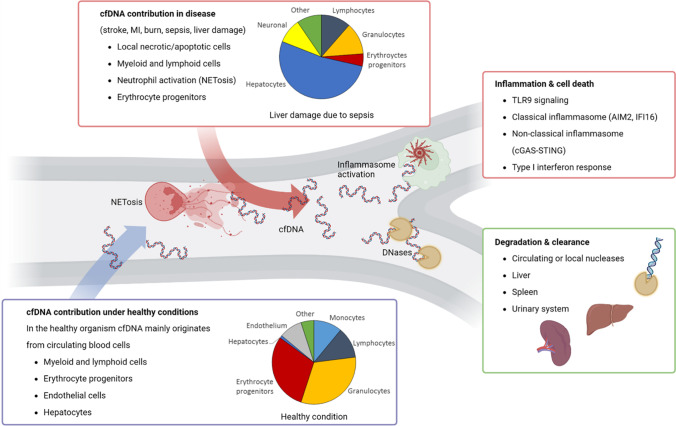 The role of circulating cell-free DNA as an inflammatory mediator after stroke.