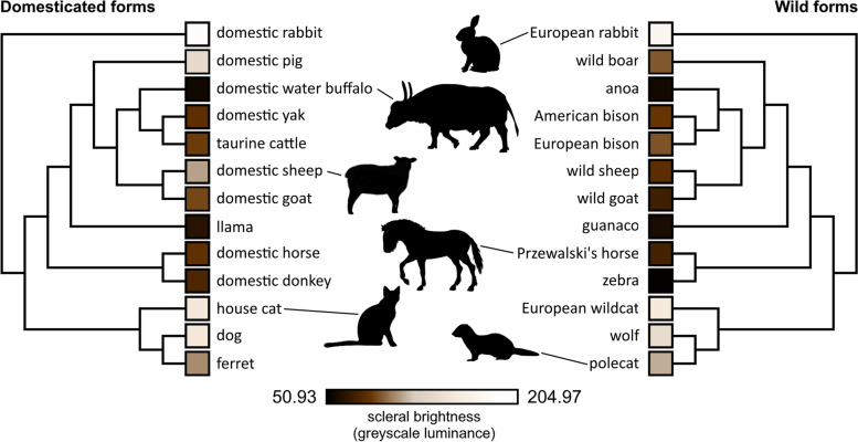 Scleral appearance is not a correlate of domestication in mammals.