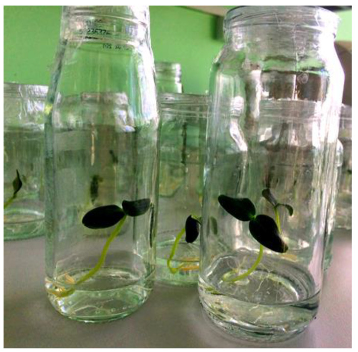 Application of <i>Chlorella vulgaris</i> Beijerinck as a Biostimulant for Growing Cucumber Seedlings in Hydroponics.