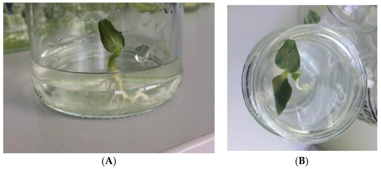 Application of <i>Chlorella vulgaris</i> Beijerinck as a Biostimulant for Growing Cucumber Seedlings in Hydroponics.