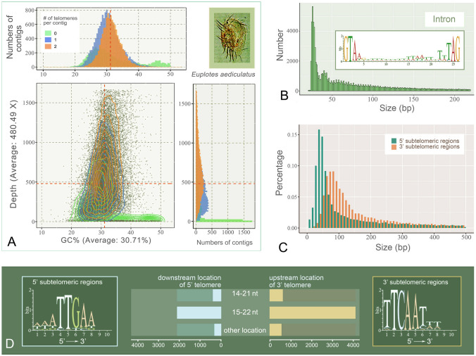 Comparative genome analysis of three euplotid protists provides insights into the evolution of nanochromosomes in unicellular eukaryotic organisms.