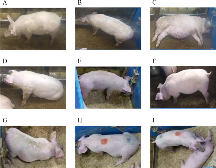 Effects of different stocking density and various phytogenic feed additives dosage levels on growing-finishing pigs.