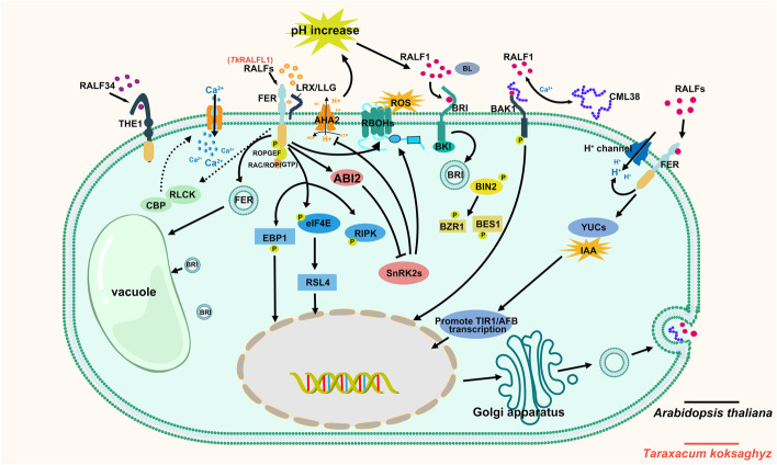 Rapid alkalinization factor: function, regulation, and potential applications in agriculture.