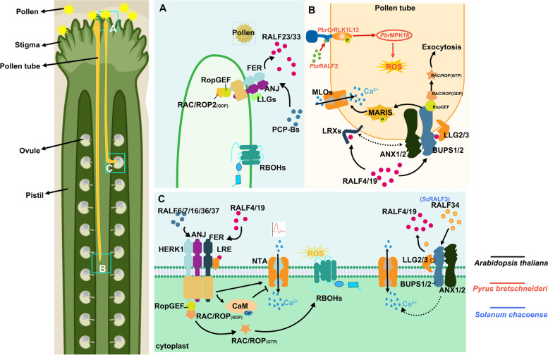 Rapid alkalinization factor: function, regulation, and potential applications in agriculture.