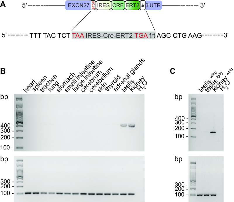 A novel mouse model for an inducible gene modification in the renal thick ascending limb.