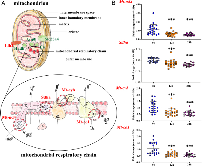 Medium- and time-related effects on hypothermic storage of rat testicular cells.