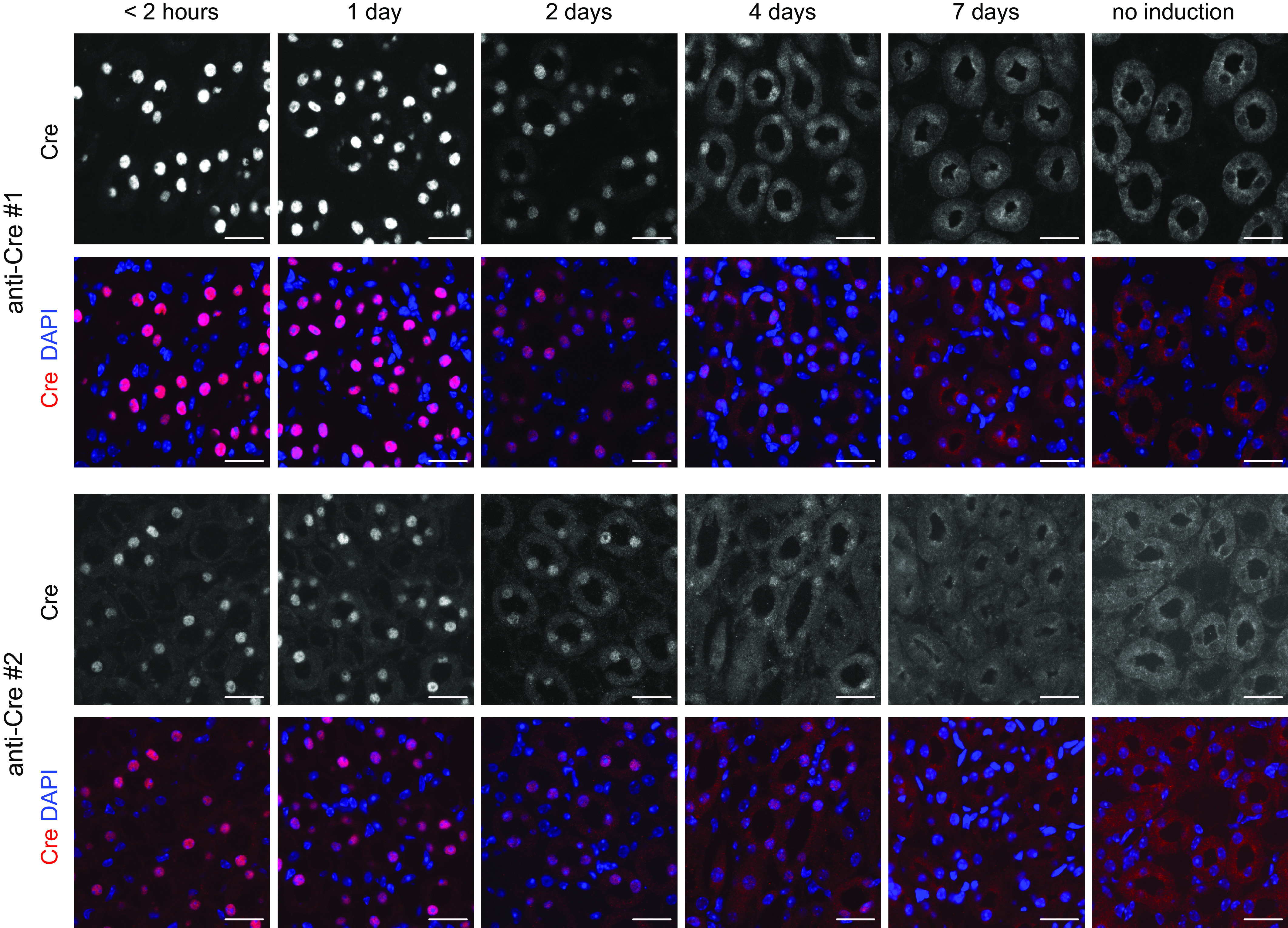 A novel mouse model for an inducible gene modification in the renal thick ascending limb.