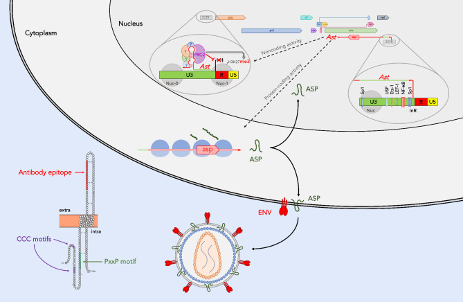 Origin and functional role of antisense transcription in endogenous and exogenous retroviruses.