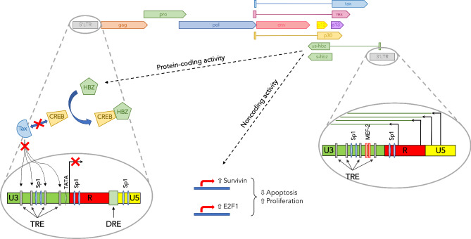 Origin and functional role of antisense transcription in endogenous and exogenous retroviruses.