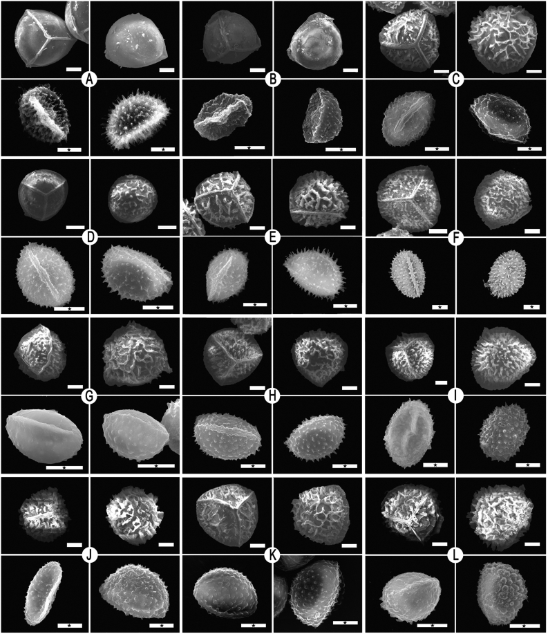 Insights into cryptic speciation of quillworts in China