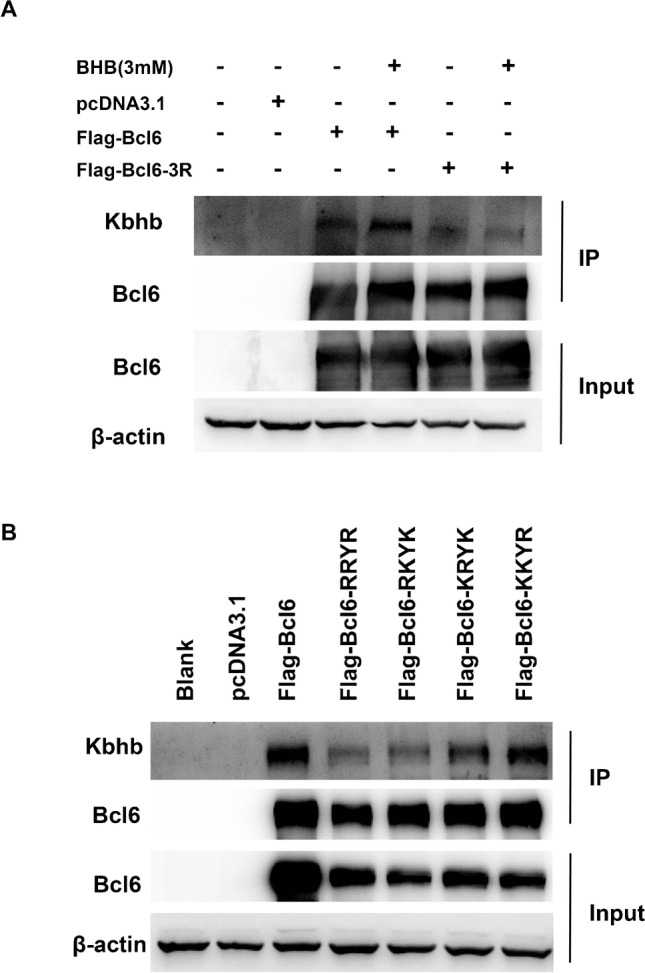 The regulation of Tfh cell differentiation by β-hydroxybutyrylation modification of transcription factor Bcl6.