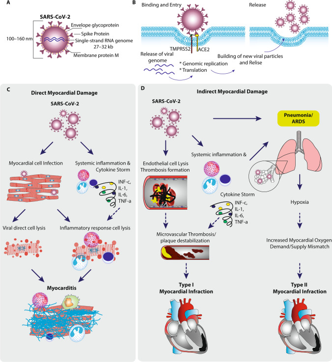 Acute and Post-Acute COVID-19 Cardiovascular Complications: A Comprehensive Review.