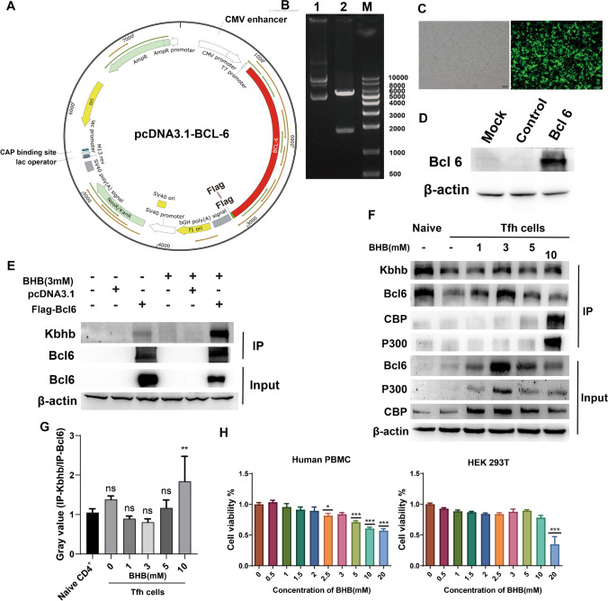 The regulation of Tfh cell differentiation by β-hydroxybutyrylation modification of transcription factor Bcl6.