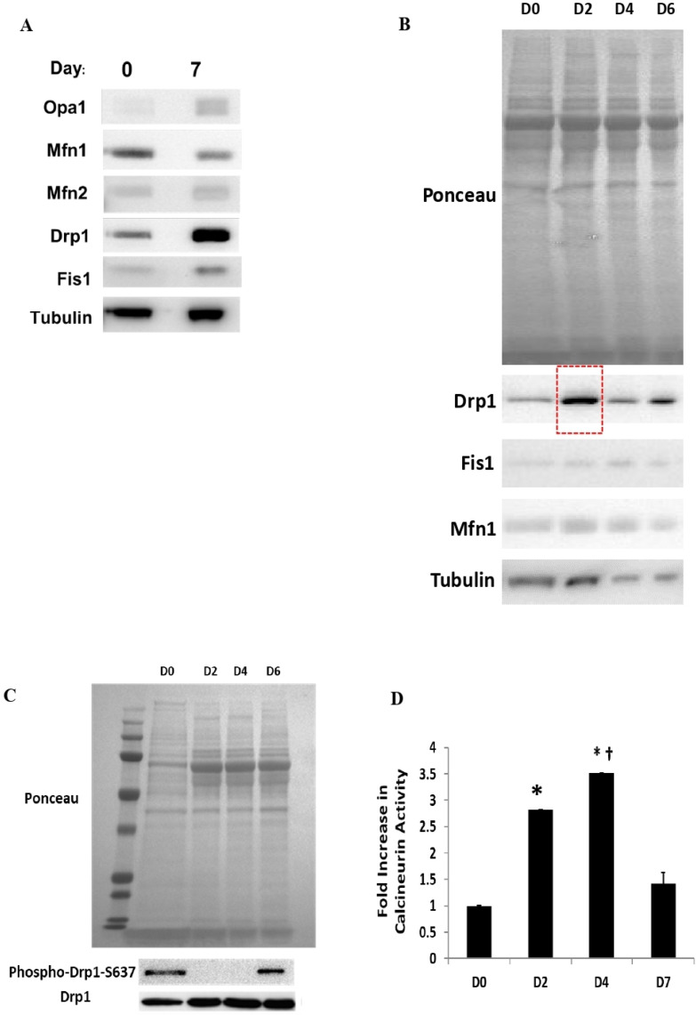 The Calcineurin-Drp1-Mediated Mitochondrial Fragmentation Is Aligned with the Differentiation of c-Kit Cardiac Progenitor Cells.