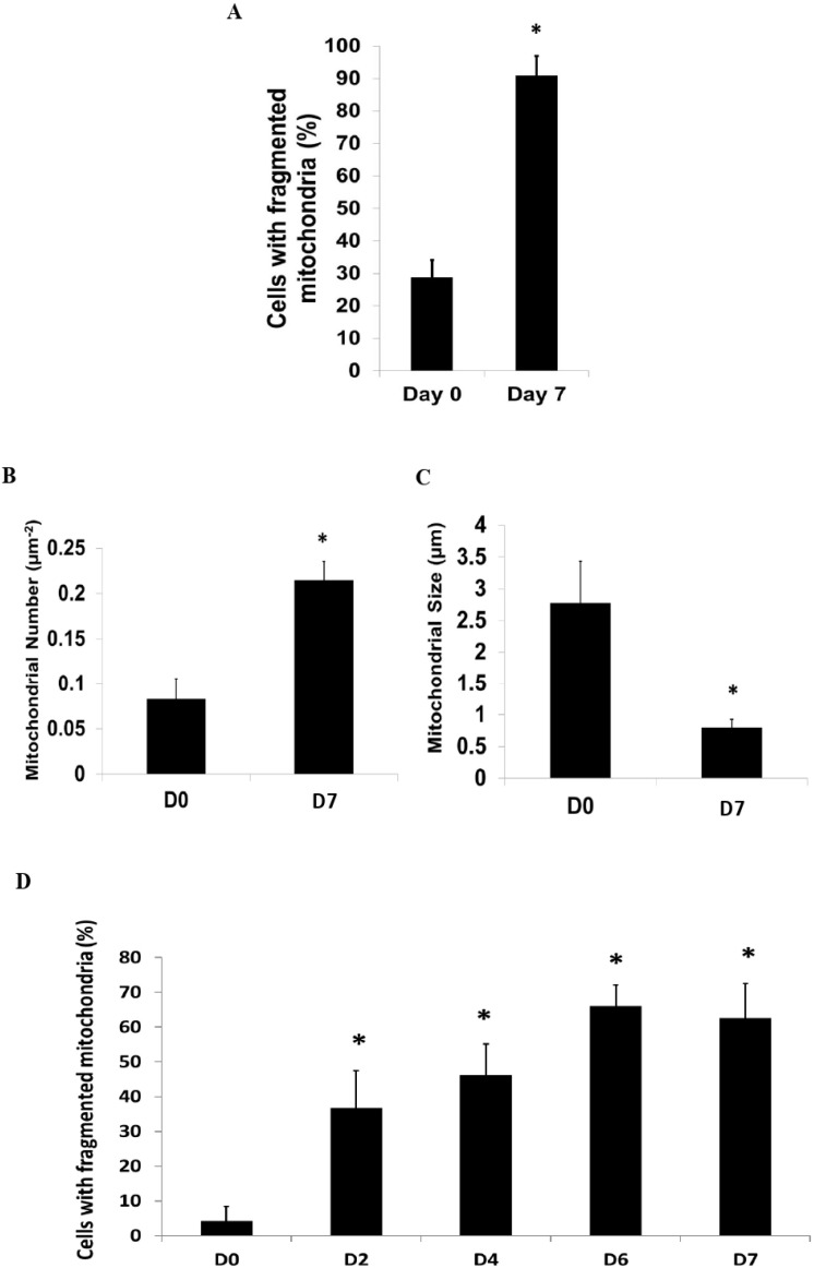 The Calcineurin-Drp1-Mediated Mitochondrial Fragmentation Is Aligned with the Differentiation of c-Kit Cardiac Progenitor Cells.