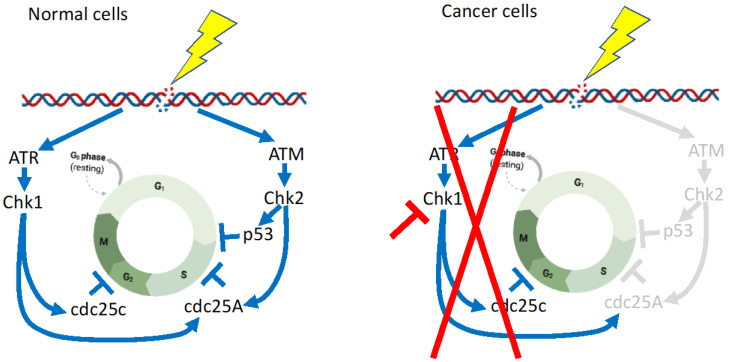 Combination Therapies with Kinase Inhibitors for Acute Myeloid Leukemia Treatment.