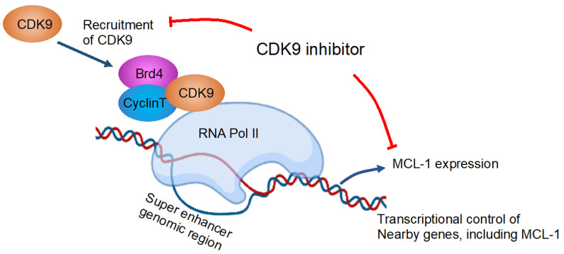 Combination Therapies with Kinase Inhibitors for Acute Myeloid Leukemia Treatment.