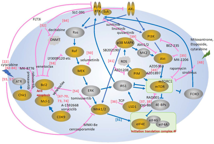 Combination Therapies with Kinase Inhibitors for Acute Myeloid Leukemia Treatment.