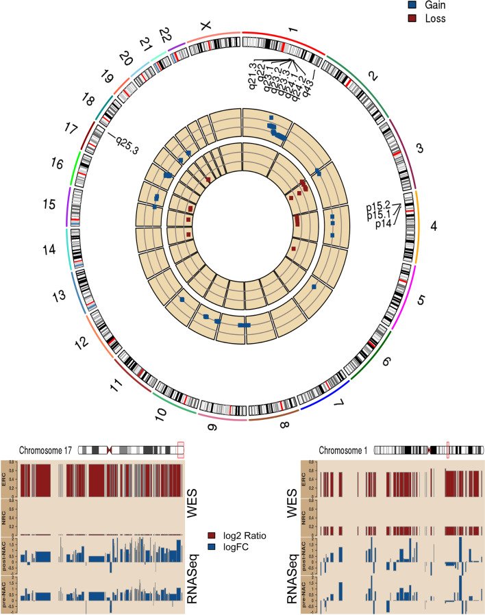 Integration of multiomics data shows down regulation of mismatch repair and tubulin pathways in triple-negative chemotherapy-resistant breast tumors.