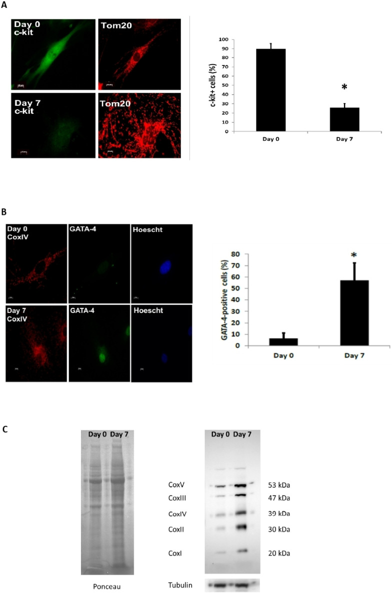 The Calcineurin-Drp1-Mediated Mitochondrial Fragmentation Is Aligned with the Differentiation of c-Kit Cardiac Progenitor Cells.