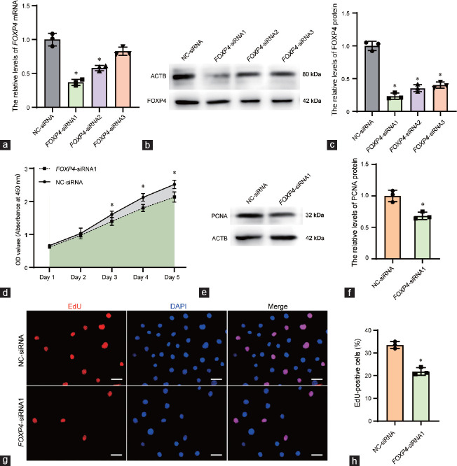 FOXP4 promotes proliferation of human spermatogonial stem cells.