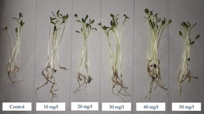 Impacts of ZnO as a nanofertilizer on fenugreek: some biochemical parameters and SCoT analysis.