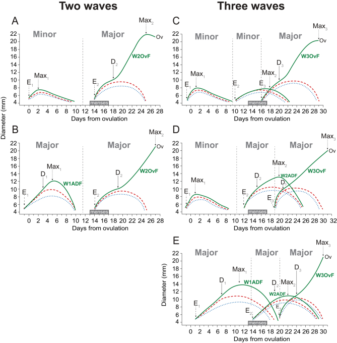 Dominant follicle growth patterns and associated endocrine dynamics in anovulatory and ovulatory waves in women.