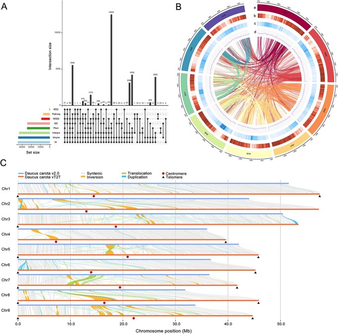 Telomere-to-telomere carrot (<i>Daucus carota</i>) genome assembly reveals carotenoid characteristics.