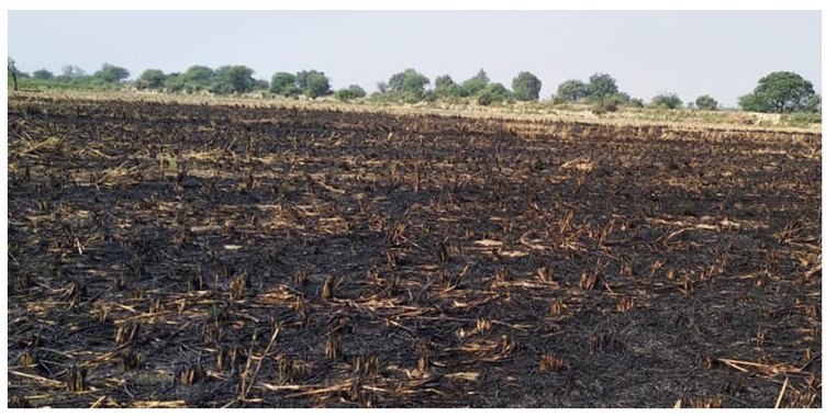 A rapid assessment of stubble burning and air pollutants from satellite observations.