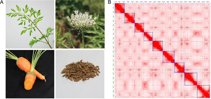 Telomere-to-telomere carrot (<i>Daucus carota</i>) genome assembly reveals carotenoid characteristics.