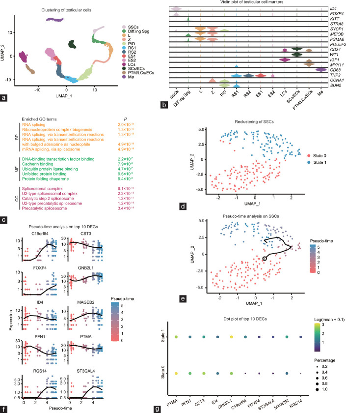 FOXP4 promotes proliferation of human spermatogonial stem cells.