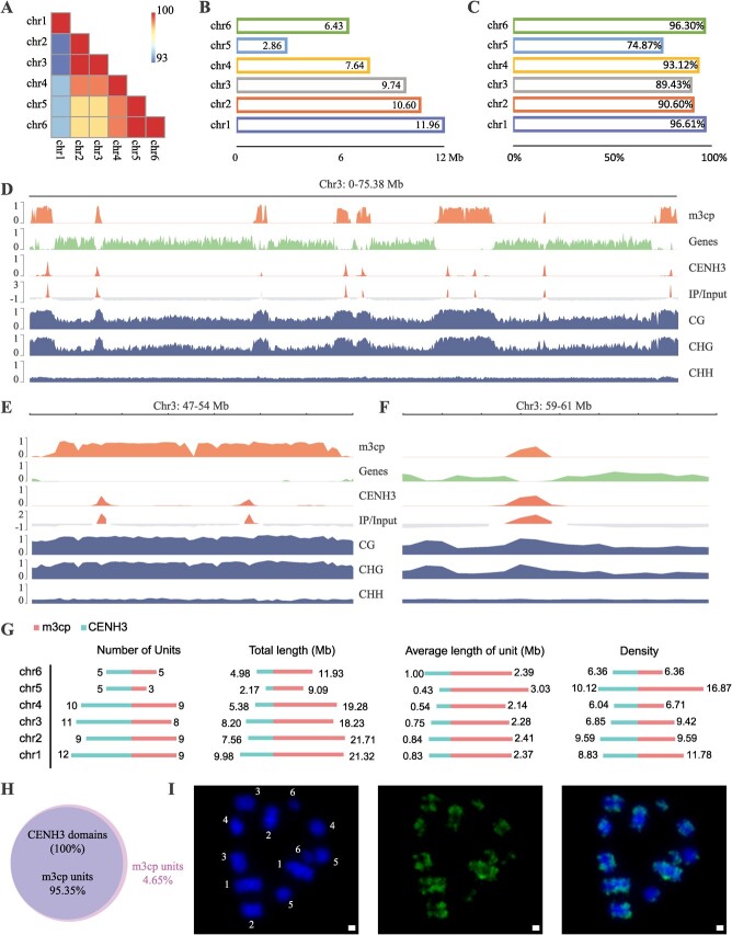 The gap-free genome of mulberry elucidates the architecture and evolution of polycentric chromosomes.