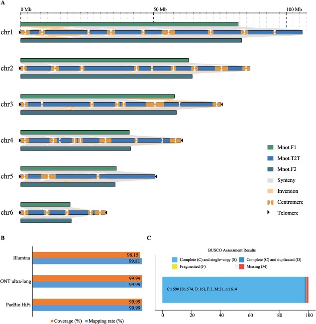 The gap-free genome of mulberry elucidates the architecture and evolution of polycentric chromosomes.