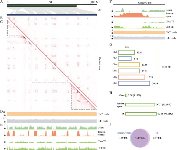 The gap-free genome of mulberry elucidates the architecture and evolution of polycentric chromosomes.