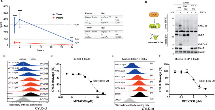 Translational Studies Using the MALT1 Inhibitor (<i>S</i>)-Mepazine to Induce Treg Fragility and Potentiate Immune Checkpoint Therapy in Cancer.