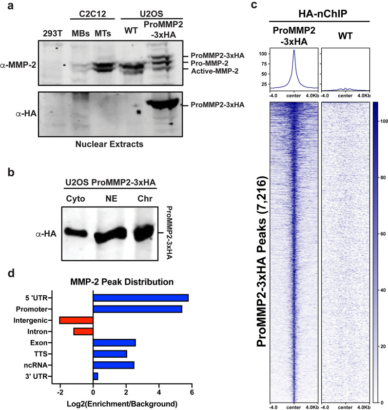 The MMP-2 histone H3 N-terminal tail protease is selectively targeted to the transcription start sites of active genes.