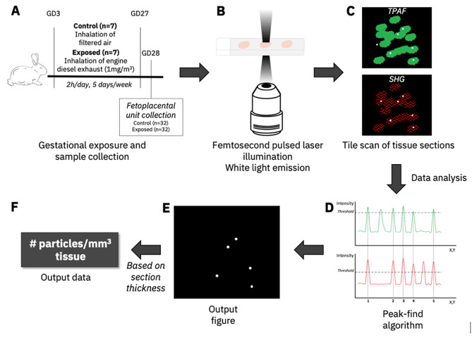 Placental-fetal distribution of carbon particles in a pregnant rabbit model after repeated exposure to diluted diesel engine exhaust.