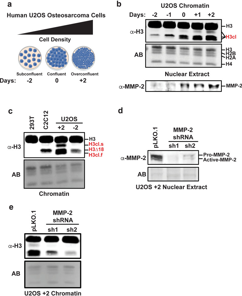 The MMP-2 histone H3 N-terminal tail protease is selectively targeted to the transcription start sites of active genes.