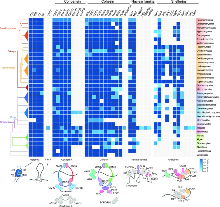 Nuclear genome organization in fungi: from gene folding to Rabl chromosomes.