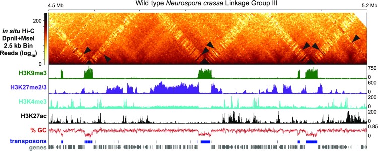 Nuclear genome organization in fungi: from gene folding to Rabl chromosomes.