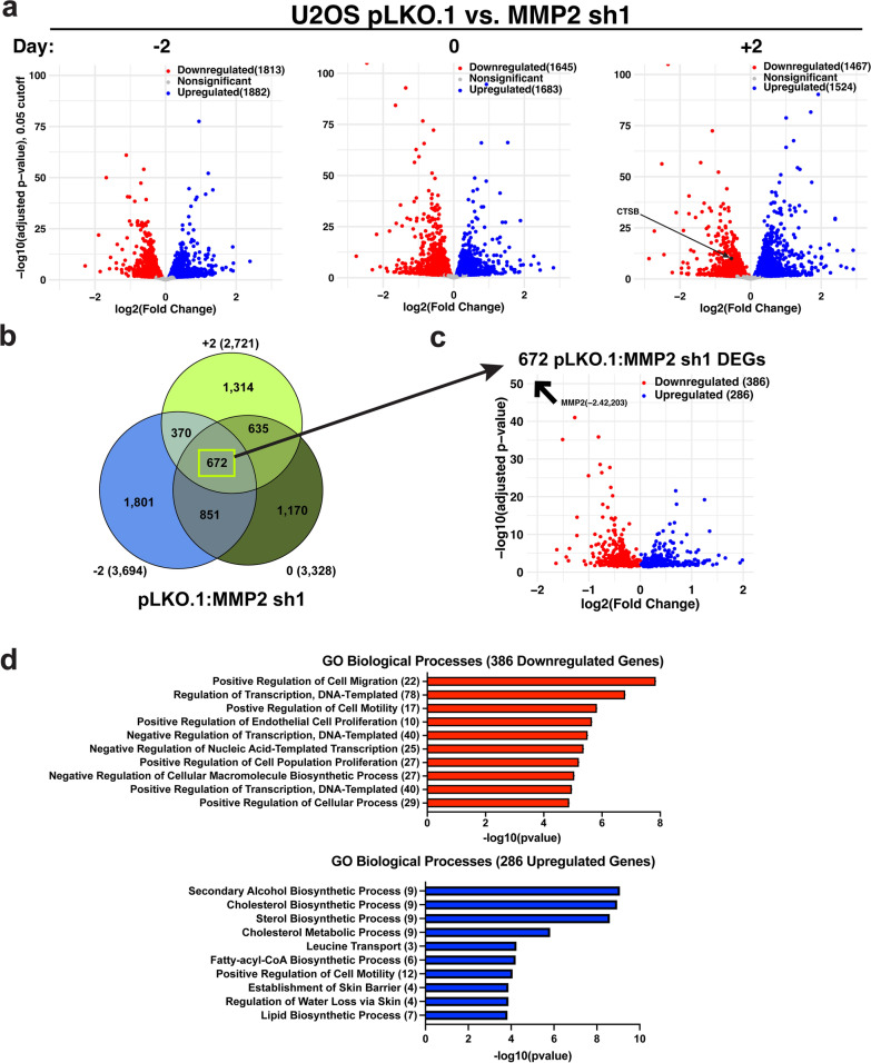 The MMP-2 histone H3 N-terminal tail protease is selectively targeted to the transcription start sites of active genes.