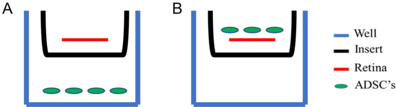 Regenerative Effect of Adipose Derived Mesenchymal Stem Cells on Ganglion Cells in the Hypoxic Organotypic Retina Culture.