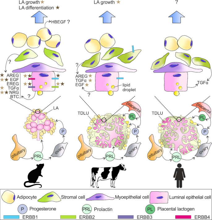 ERBB Receptors and Their Ligands in the Developing Mammary Glands of Different Species: Fifteen Characters in Search of an Author.