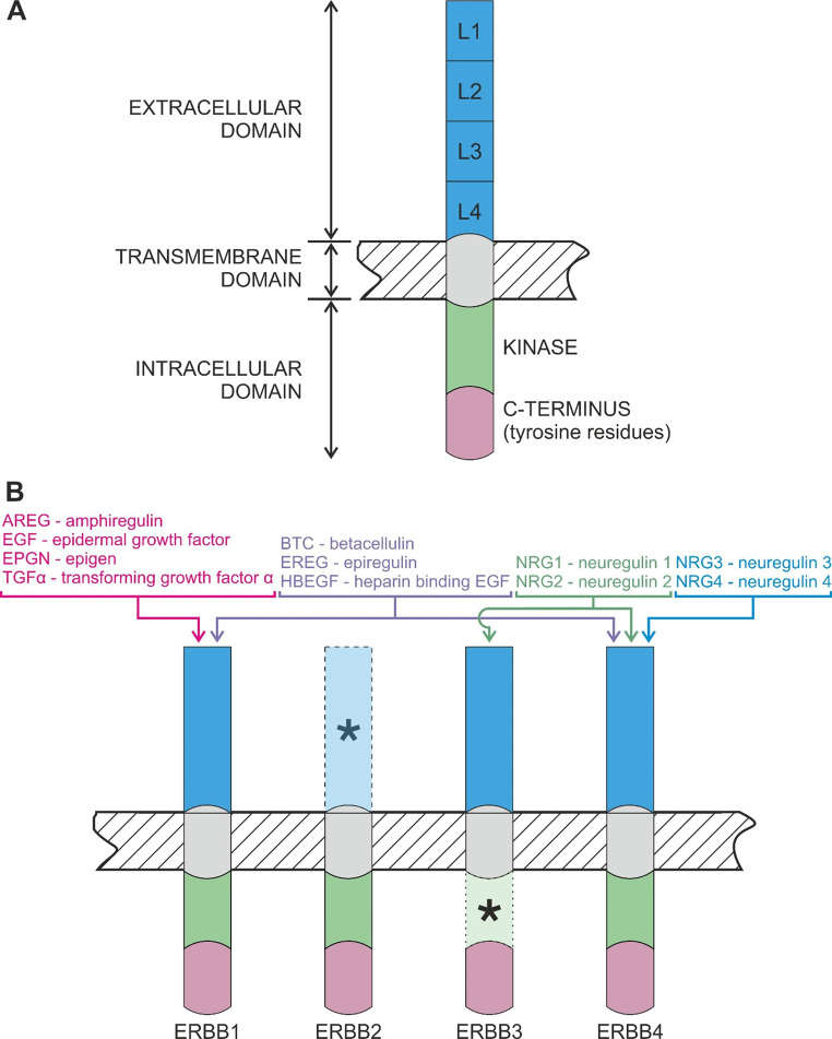 ERBB Receptors and Their Ligands in the Developing Mammary Glands of Different Species: Fifteen Characters in Search of an Author.