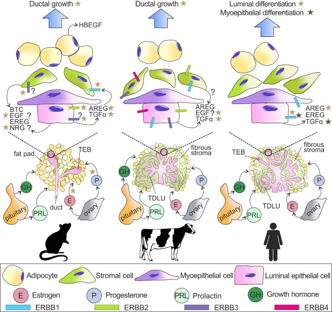 ERBB Receptors and Their Ligands in the Developing Mammary Glands of Different Species: Fifteen Characters in Search of an Author.