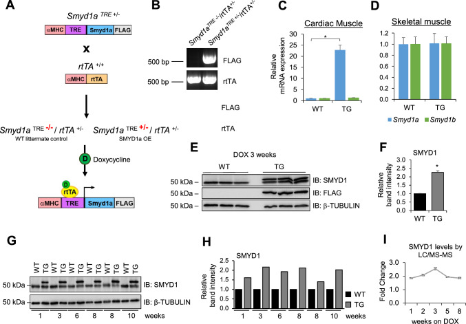 SMYD1a protects the heart from ischemic injury by regulating OPA1-mediated cristae remodeling and supercomplex formation.