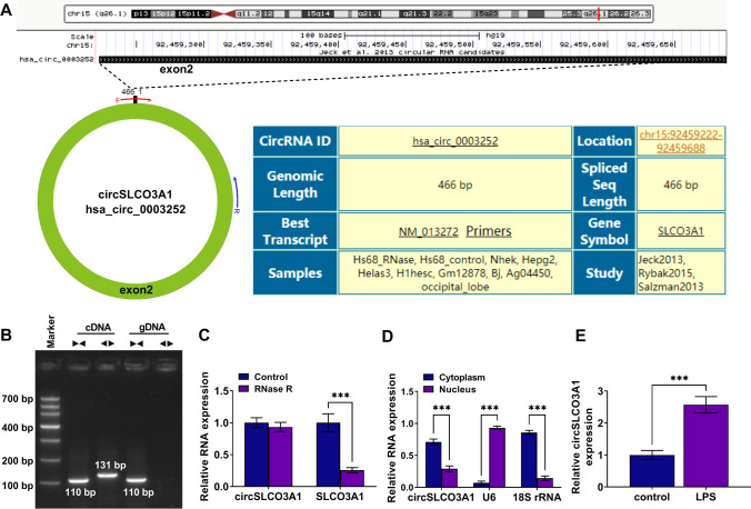 CircSLCO3A1 depletion ameliorates lipopolysaccharide-induced inflammation and apoptosis of human pulmonary alveolar epithelial cells through the miR-424-5p/HMGB3 pathway.