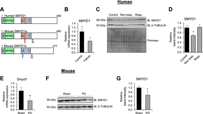 SMYD1a protects the heart from ischemic injury by regulating OPA1-mediated cristae remodeling and supercomplex formation.