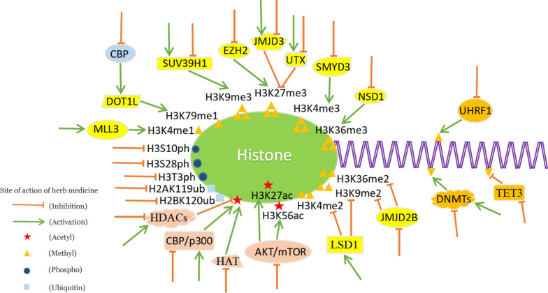 Epigenetic effects of herbal medicine.