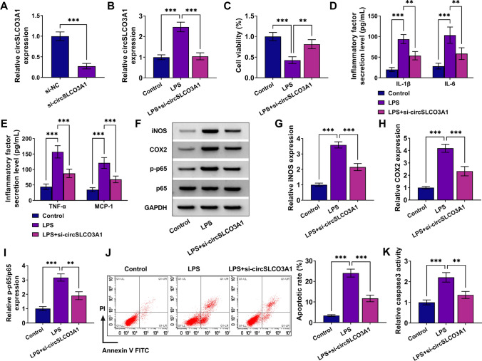 CircSLCO3A1 depletion ameliorates lipopolysaccharide-induced inflammation and apoptosis of human pulmonary alveolar epithelial cells through the miR-424-5p/HMGB3 pathway.